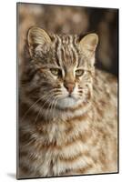 Amur leopard cat, Vladivostok, Primorsky Krai, Far East Russia-Valeriy Maleev-Mounted Photographic Print