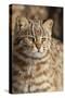 Amur leopard cat, Vladivostok, Primorsky Krai, Far East Russia-Valeriy Maleev-Stretched Canvas