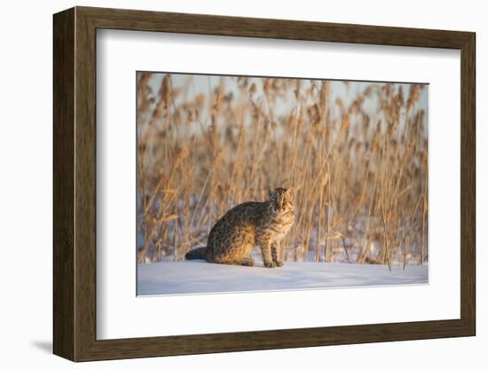 Amur leopard cat, Vladivostok, Primorsky Krai, Far East Russia-Valeriy Maleev-Framed Photographic Print
