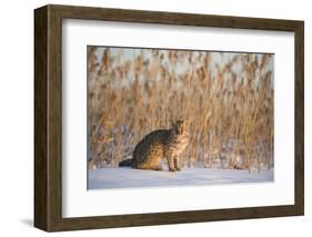 Amur leopard cat, Vladivostok, Primorsky Krai, Far East Russia-Valeriy Maleev-Framed Photographic Print