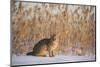 Amur leopard cat, Vladivostok, Primorsky Krai, Far East Russia-Valeriy Maleev-Mounted Photographic Print