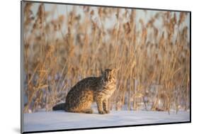 Amur leopard cat, Vladivostok, Primorsky Krai, Far East Russia-Valeriy Maleev-Mounted Photographic Print