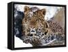 Amur Leopard Endangered Species-null-Framed Stretched Canvas