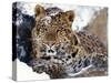 Amur Leopard Endangered Species-null-Stretched Canvas