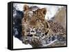 Amur Leopard Endangered Species-null-Framed Stretched Canvas