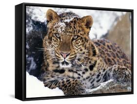 Amur Leopard Endangered Species-null-Framed Stretched Canvas