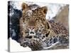 Amur Leopard Endangered Species-null-Stretched Canvas