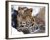 Amur Leopard Endangered Species-null-Framed Photographic Print