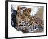 Amur Leopard Endangered Species-null-Framed Photographic Print