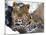 Amur Leopard Endangered Species-null-Mounted Photographic Print