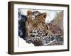 Amur Leopard Endangered Species-null-Framed Photographic Print