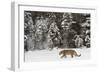 Amur Leopard in winter.-Adam Jones-Framed Photographic Print