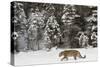 Amur Leopard in winter.-Adam Jones-Stretched Canvas