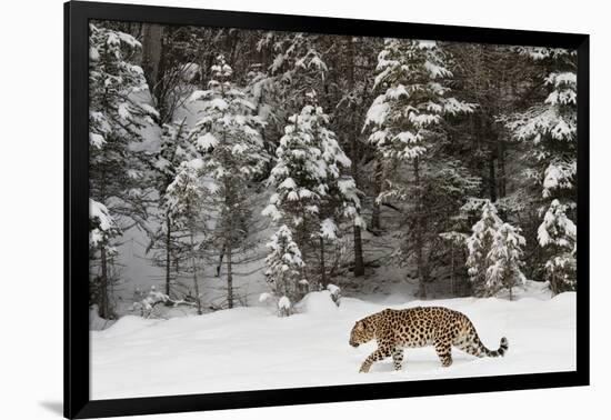 Amur Leopard in winter.-Adam Jones-Framed Photographic Print