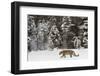 Amur Leopard in winter.-Adam Jones-Framed Photographic Print