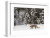 Amur Leopard in winter.-Adam Jones-Framed Photographic Print