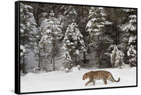 Amur Leopard in winter.-Adam Jones-Framed Stretched Canvas