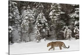 Amur Leopard in winter.-Adam Jones-Stretched Canvas