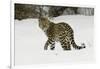 Amur Leopard in winter.-Adam Jones-Framed Photographic Print