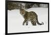 Amur Leopard in winter.-Adam Jones-Framed Photographic Print