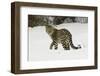 Amur Leopard in winter.-Adam Jones-Framed Photographic Print