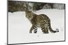 Amur Leopard in winter.-Adam Jones-Mounted Photographic Print