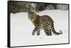 Amur Leopard in winter.-Adam Jones-Framed Stretched Canvas