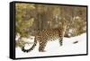 Amur Leopard in winter.-Adam Jones-Framed Stretched Canvas