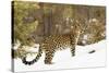 Amur Leopard in winter.-Adam Jones-Stretched Canvas