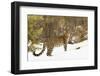 Amur Leopard in winter.-Adam Jones-Framed Photographic Print