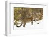 Amur Leopard in winter.-Adam Jones-Framed Photographic Print