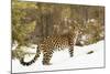 Amur Leopard in winter.-Adam Jones-Mounted Photographic Print