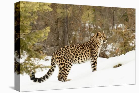 Amur Leopard in winter.-Adam Jones-Stretched Canvas