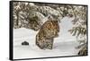 Amur Leopard in winter.-Adam Jones-Framed Stretched Canvas