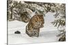 Amur Leopard in winter.-Adam Jones-Stretched Canvas