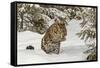 Amur Leopard in winter.-Adam Jones-Framed Stretched Canvas