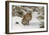 Amur Leopard in winter.-Adam Jones-Framed Photographic Print