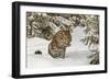 Amur Leopard in winter.-Adam Jones-Framed Photographic Print