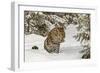 Amur Leopard in winter.-Adam Jones-Framed Photographic Print