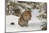 Amur Leopard in winter.-Adam Jones-Mounted Photographic Print