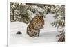 Amur Leopard in winter.-Adam Jones-Framed Photographic Print