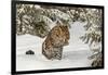 Amur Leopard in winter.-Adam Jones-Framed Photographic Print