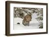 Amur Leopard in winter.-Adam Jones-Framed Photographic Print