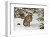 Amur Leopard in winter.-Adam Jones-Framed Photographic Print