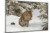 Amur Leopard in winter.-Adam Jones-Mounted Photographic Print