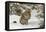 Amur Leopard in winter.-Adam Jones-Framed Stretched Canvas