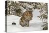 Amur Leopard in winter.-Adam Jones-Stretched Canvas