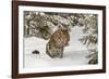 Amur Leopard in winter.-Adam Jones-Framed Photographic Print