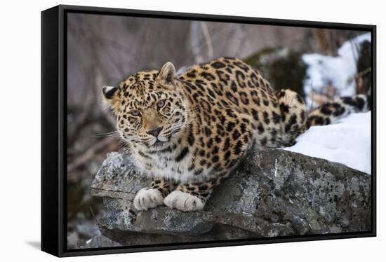 Amur leopard, Land of the Leopard National Park, Primorsky Krai, Far East Russia-Valeriy Maleev-Framed Stretched Canvas