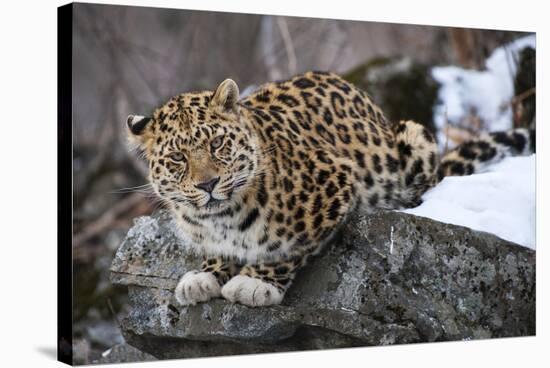 Amur leopard, Land of the Leopard National Park, Primorsky Krai, Far East Russia-Valeriy Maleev-Stretched Canvas